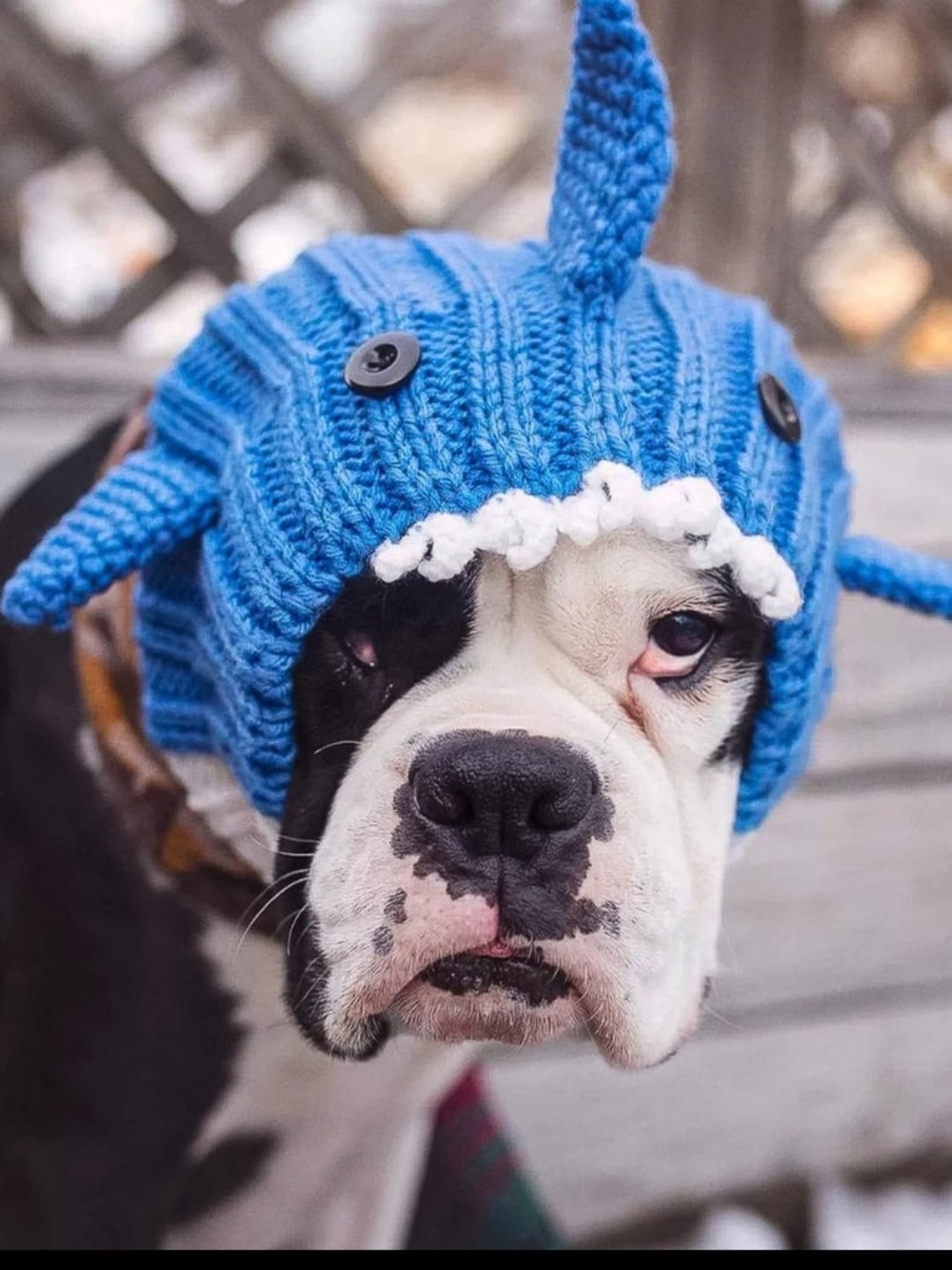 Zoo Snoods Shark Costume - Warm Knit Dog Snood Wrap Pets, Neck Ear Cover medium